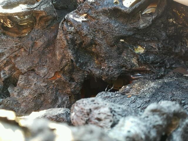 N0V1N33226806 - 2015 TOYOTA SCION FR-S ლურჯი ფოტო 8