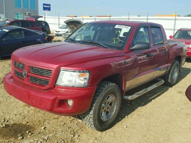 1D7HW38P89S814375 - 2009 DODGE DAKOTA SXT BURGUNDY photo 2