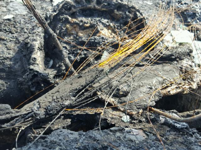 3VWCM21Y04M306231 - 2004 VOLKSWAGEN NEW BEETLE 黑色 照片 8