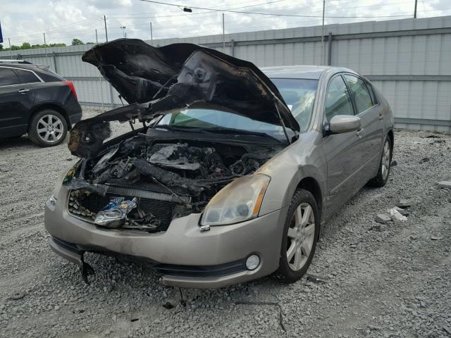 1N4BA41E34C891239 - 2004 NISSAN MAXIMA SE GOLD photo 2