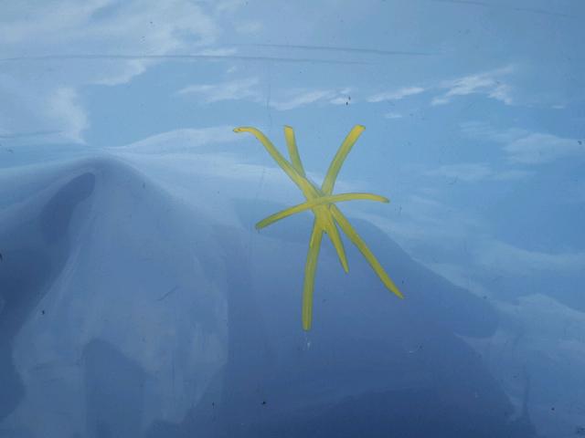 JTKDE167380228432 - 2008 TOYOTA SCION TC 蓝色 照片 7