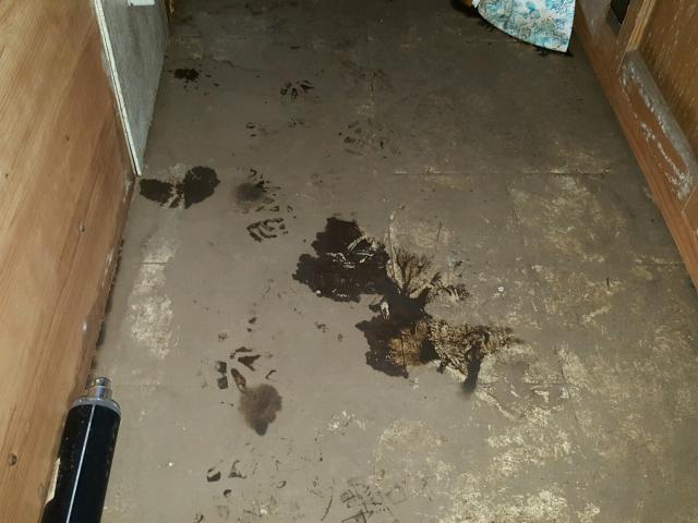 4YDT29022BT412707 - 2011 KEYSTONE PASSPORT 白色 照片 9