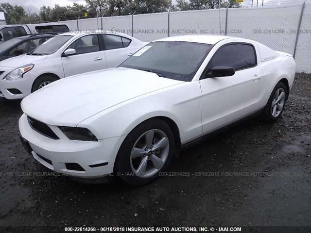 1ZVBP8AM9C5283779 - 2012 FORD MUSTANG WHITE photo 2