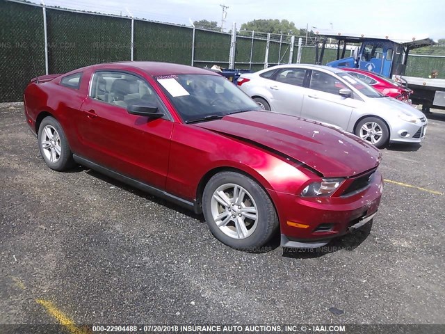 1ZVBP8AM7B5141865 - 2011 FORD MUSTANG RED photo 1