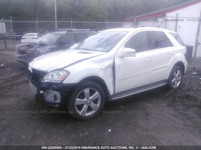 4JGBB8GB6BA625021 - 2011 MERCEDES-BENZ ML 350 4MATIC WHITE photo 2